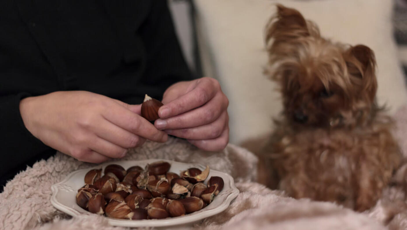 Are brazil nuts bad for dogs best sale